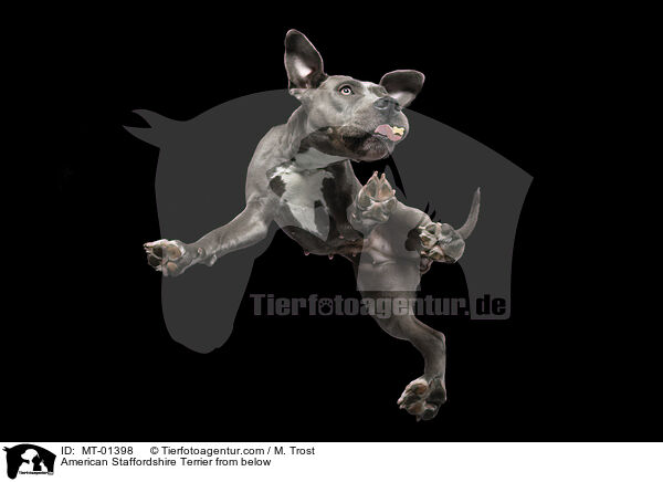 American Staffordshire Terrier von unten / American Staffordshire Terrier from below / MT-01398