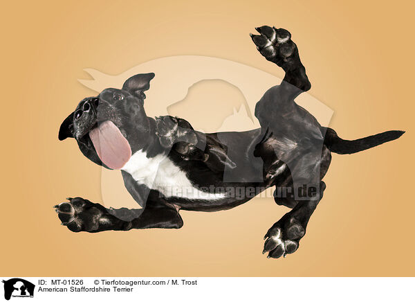 American Staffordshire Terrier / American Staffordshire Terrier / MT-01526