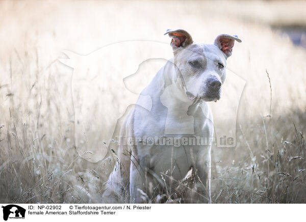 American Staffordshire Terrier Hndin / female American Staffordshire Terrier / NP-02902