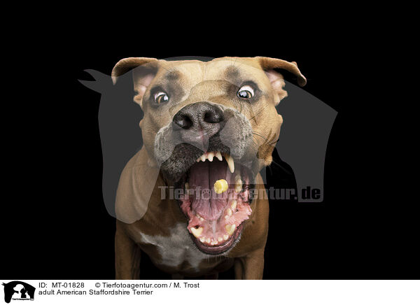 ausgewachsener American Staffordshire Terrier / adult American Staffordshire Terrier / MT-01828