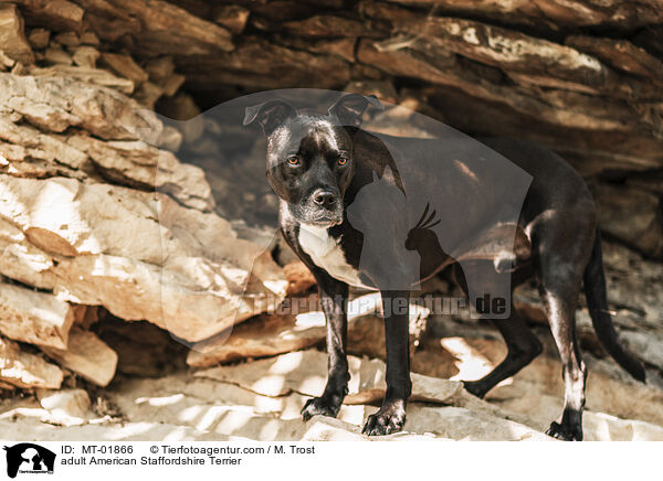 ausgewachsener American Staffordshire Terrier / adult American Staffordshire Terrier / MT-01866