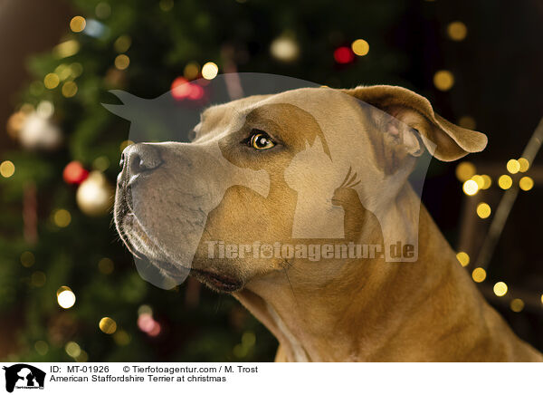 American Staffordshire Terrier an Weihnachten / American Staffordshire Terrier at christmas / MT-01926