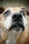 old American Staffordshire Terrier