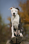 young American Staffordshire Terrier
