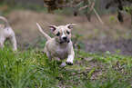 American Staffordshire Terrier puppy