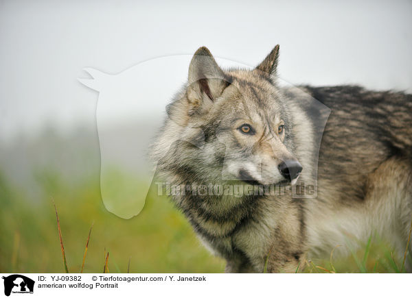 american wolfdog Portrait / YJ-09382