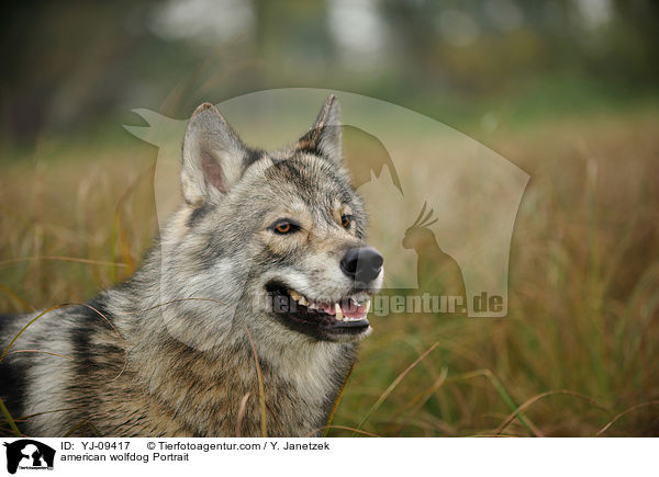 american wolfdog Portrait / YJ-09417