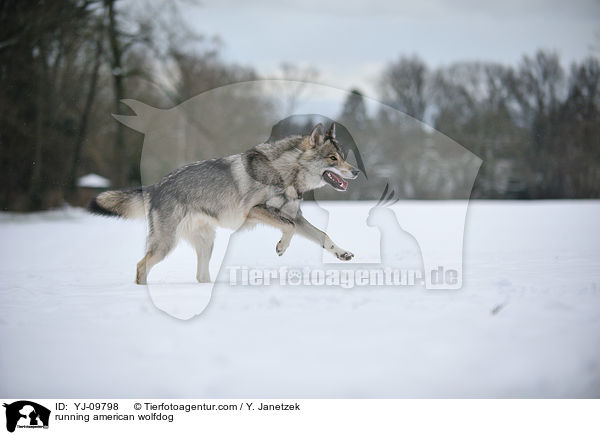 running american wolfdog / YJ-09798