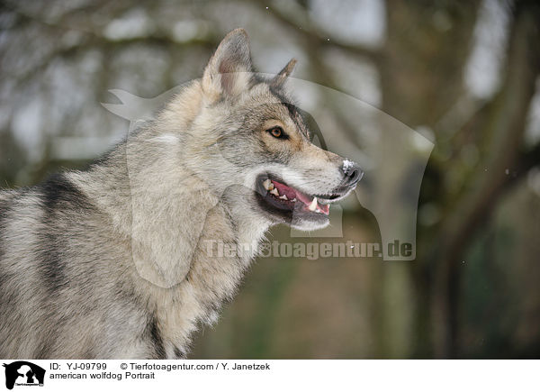 american wolfdog Portrait / YJ-09799
