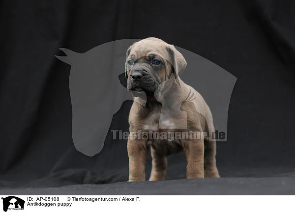 Antikdoggen puppy / AP-05108