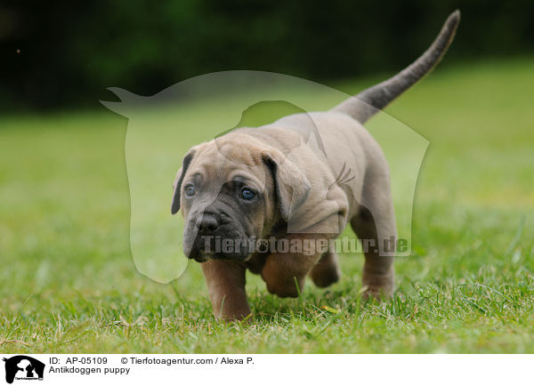 Antikdoggen puppy / AP-05109