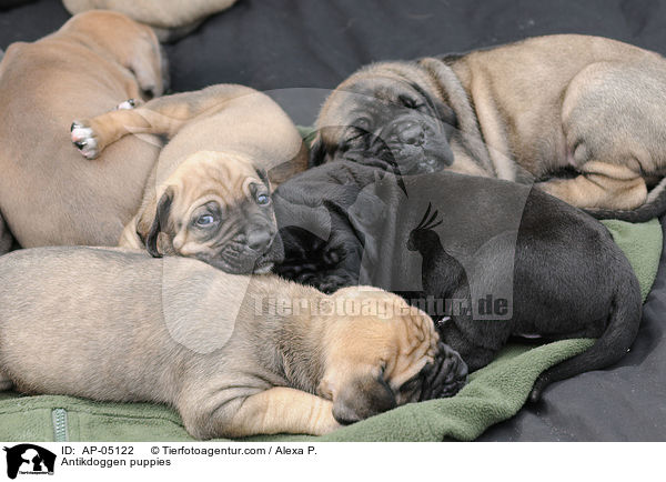 Antikdoggen puppies / AP-05122