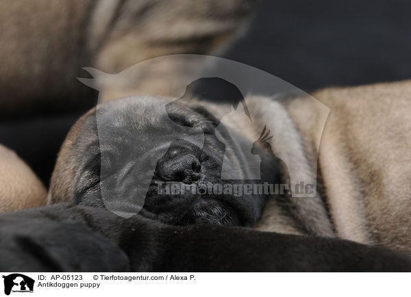 Antikdoggen puppy / AP-05123