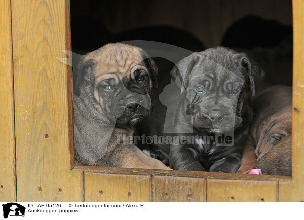 Antikdoggen puppies / AP-05126