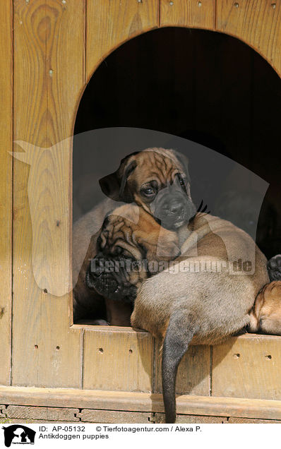 Antikdoggen puppies / AP-05132