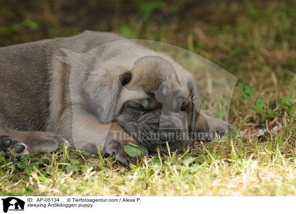 sleeping Antikdoggen puppy / AP-05134