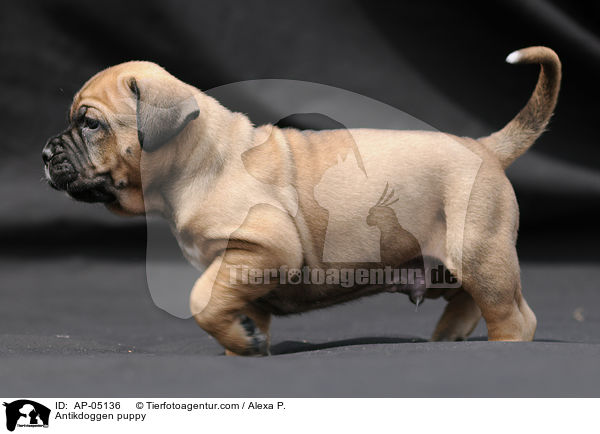 Antikdoggen puppy / AP-05136