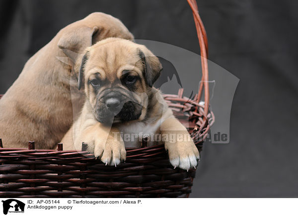 Antikdoggen puppy / AP-05144