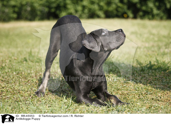 Antikdogge Welpe / Antikdogge Puppy / RR-45553