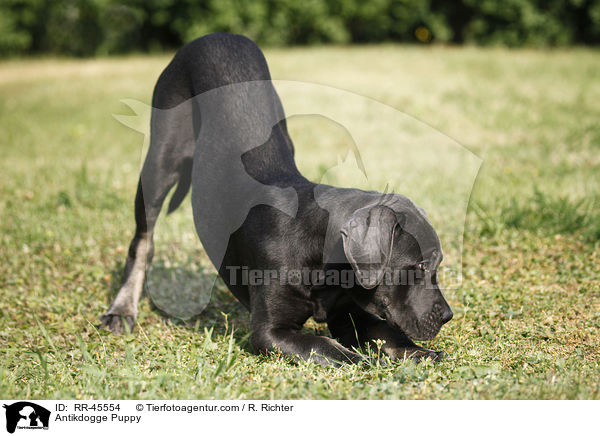 Antikdogge Welpe / Antikdogge Puppy / RR-45554