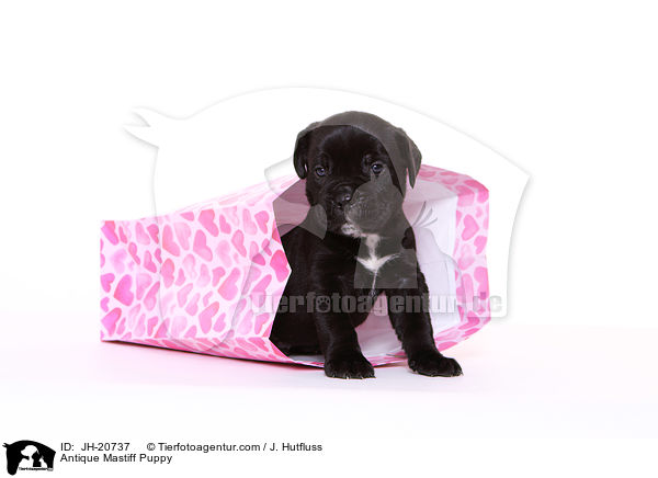 Antikdogge Welpe / Antique Mastiff Puppy / JH-20737