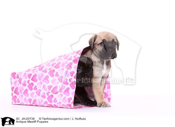 Antikdogge Welpen / Antique Mastiff Puppies / JH-20738