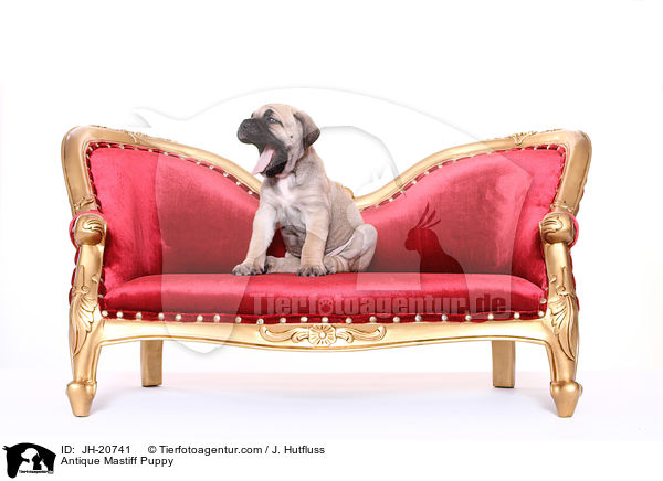 Antikdogge Welpe / Antique Mastiff Puppy / JH-20741