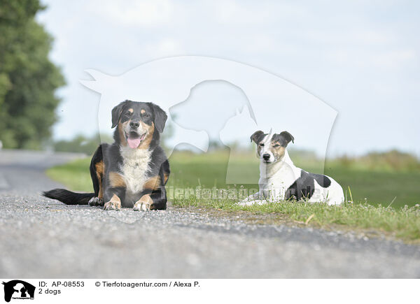 2 Hunde / 2 dogs / AP-08553