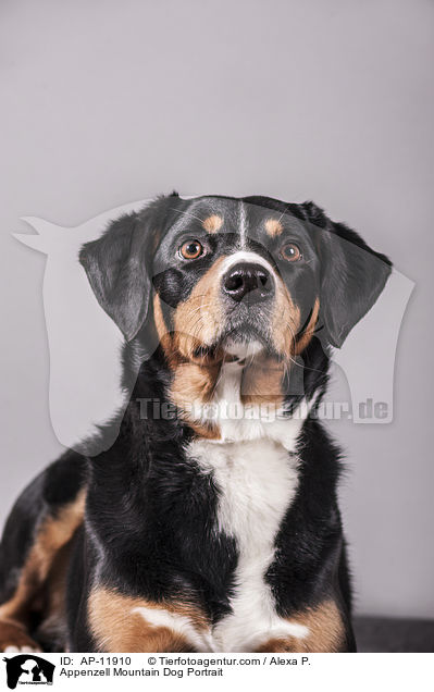 Appenzell Mountain Dog Portrait / AP-11910