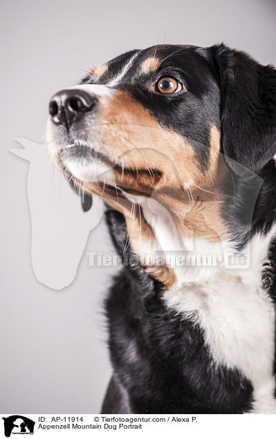 Appenzell Mountain Dog Portrait / AP-11914