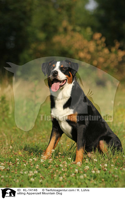 sitzender Appenzeller Sennenhund / sitting Appenzell Mountain Dog / KL-14146