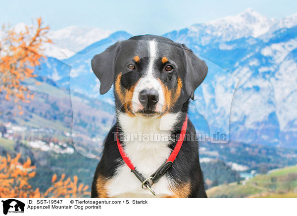 Appenzell Mountain Dog portrait / SST-19547
