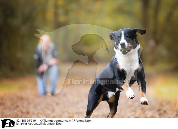 springender Appenzeller Sennenhund / jumping Appenzell Mountain Dog / BS-07616