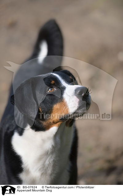 Appenzeller Sennenhund / Appenzell Mountain Dog / BS-07624