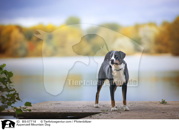 Appenzeller Sennenhund / Appenzell Mountain Dog / BS-07718