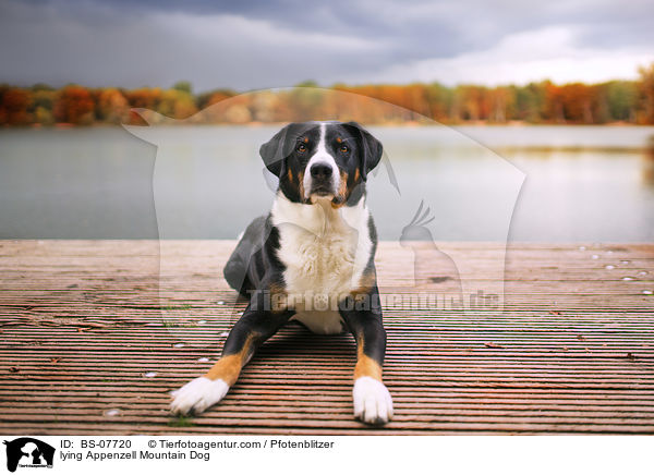 liegender Appenzeller Sennenhund / lying Appenzell Mountain Dog / BS-07720