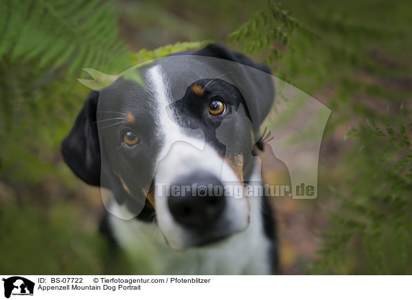 Appenzeller Sennenhund Portrait / Appenzell Mountain Dog Portrait / BS-07722