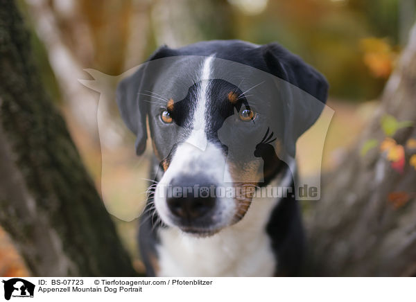 Appenzeller Sennenhund Portrait / Appenzell Mountain Dog Portrait / BS-07723