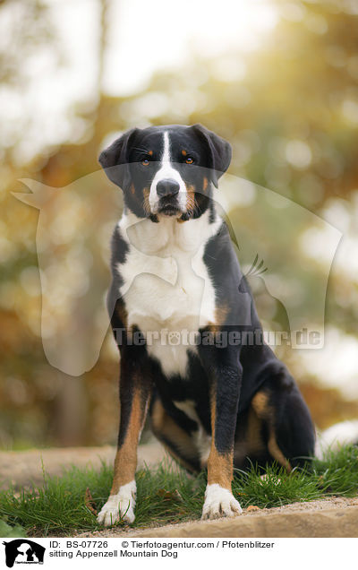 sitzender Appenzeller Sennenhund / sitting Appenzell Mountain Dog / BS-07726