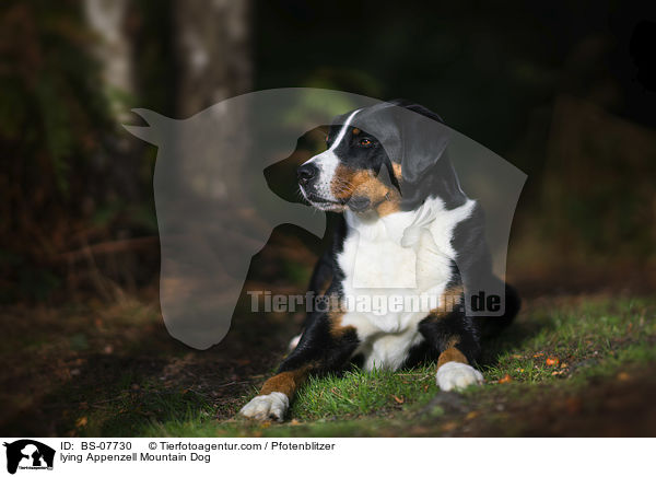 lying Appenzell Mountain Dog / BS-07730