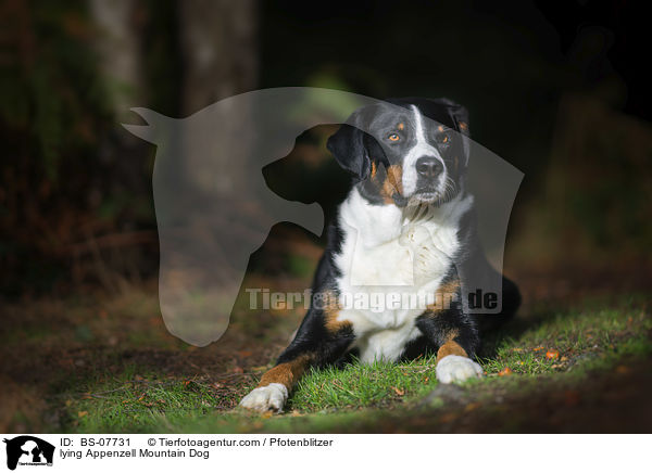 liegender Appenzeller Sennenhund / lying Appenzell Mountain Dog / BS-07731