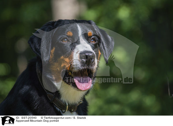 Appenzell Mountain Dog portrait / SST-20540