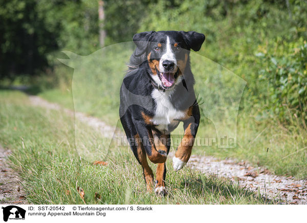 running Appenzell Mountain Dog / SST-20542