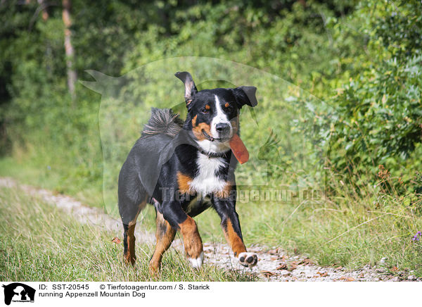 running Appenzell Mountain Dog / SST-20545
