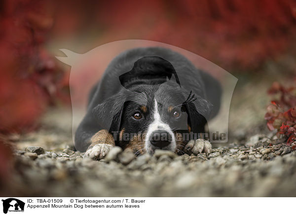 Appenzell Mountain Dog between autumn leaves / TBA-01509