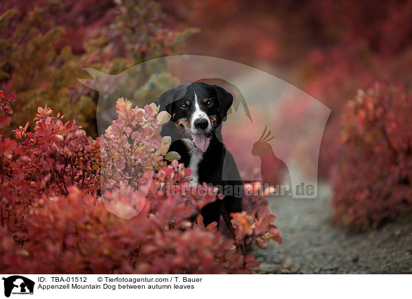 Appenzell Mountain Dog between autumn leaves / TBA-01512