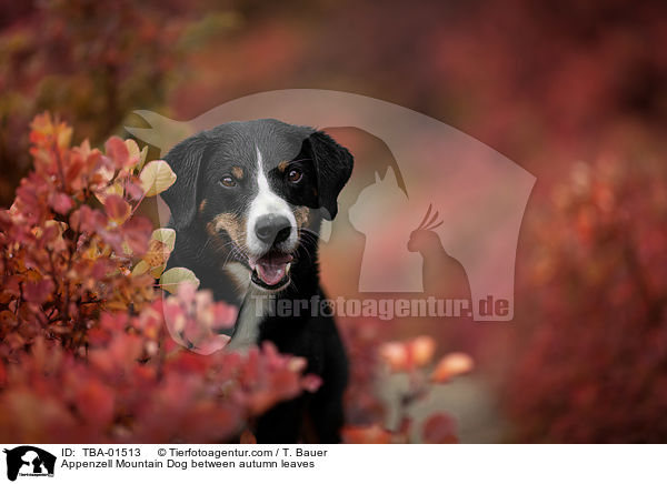 Appenzell Mountain Dog between autumn leaves / TBA-01513