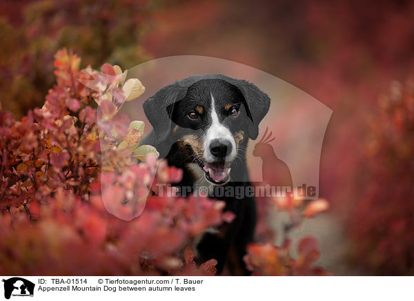 Appenzell Mountain Dog between autumn leaves / TBA-01514