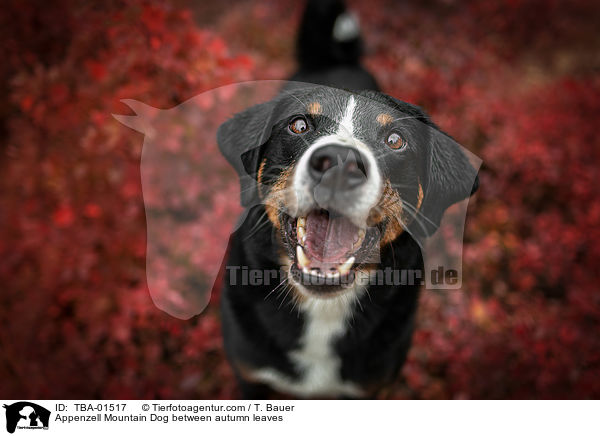 Appenzell Mountain Dog between autumn leaves / TBA-01517