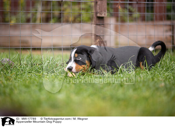 Appenzeller Mountain Dog Puppy / MW-17789